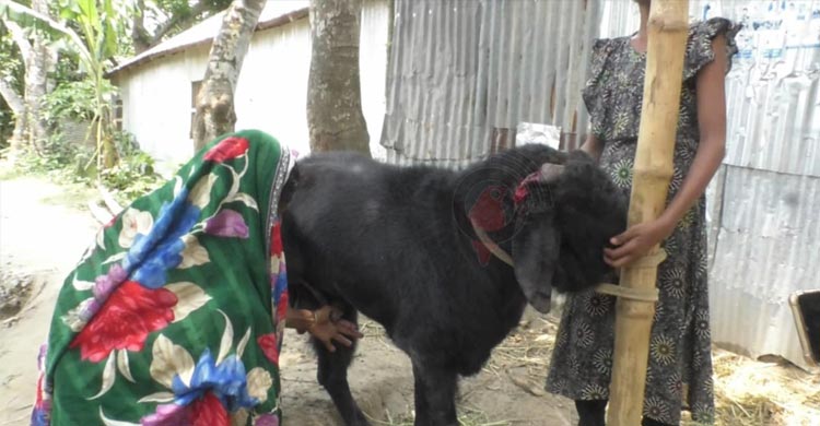দুধ দিচ্ছে পাঁঠা, দেখতে মানুষের ভিড়
