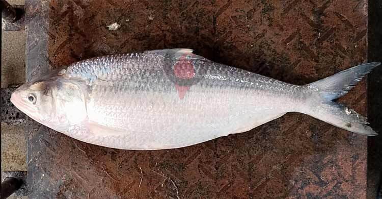 এক ইলিশের দাম ৬ হাজার টাকা