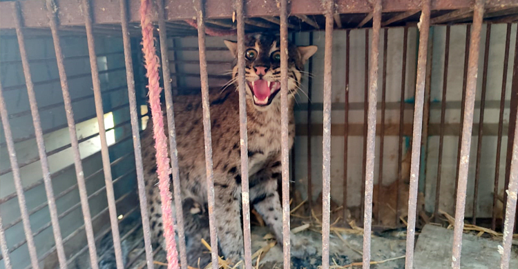 সাবেক ইউপি সদস্যর বাড়িতে মিললো খাঁচাবন্দি মেছো বাঘ