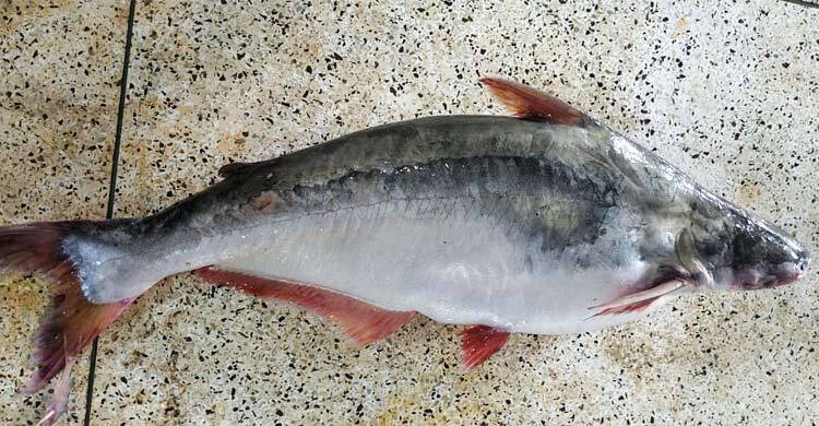 ইলিশের জালে উঠে এলো বিশাল এক পাঙ্গাস, ১৮ হাজারে বিক্রি