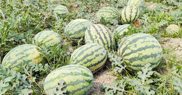পটুয়াখালীতে তরমুজের বাম্পার ফলন, ন্যায্য দাম নিয়ে শঙ্কা