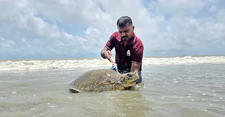 কুয়াকাটা সৈকতে মিললো বিরল প্রজাতির ‘অলিভ রিডলি’ কচ্ছপ