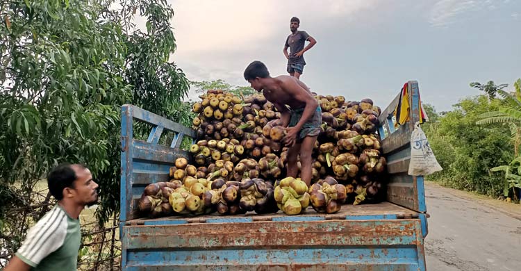 কদর বাড়ছে পটুয়াখালীর তালের শাঁসের