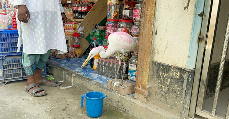 অবমুক্তর পর না খেয়ে আছে হেমায়েতের সেই বক