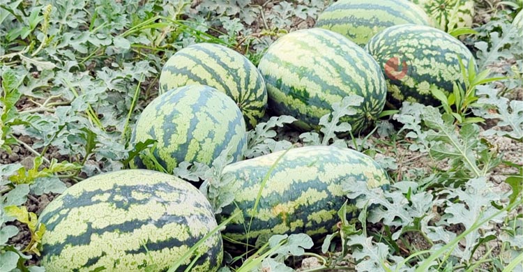 পটুয়াখালীতে তরমুজের বাম্পার ফলন, ন্যায্য দাম নিয়ে শঙ্কা