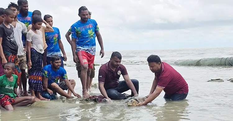 কুয়াকাটা সৈকতে মিললো বিরল প্রজাতির &lsquo;অলিভ রিডলি&rsquo; কচ্ছপ
