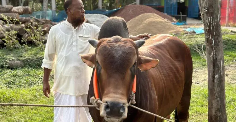 পশুর হাটে আলোচনায় ১৬ মণের ‘রাজা বাহাদুর’, দাম ৫ লাখ