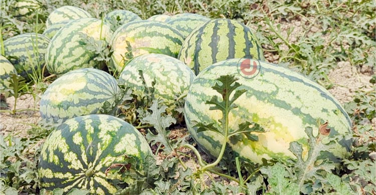 পটুয়াখালীতে তরমুজের বাম্পার ফলন, ন্যায্য দাম নিয়ে শঙ্কা