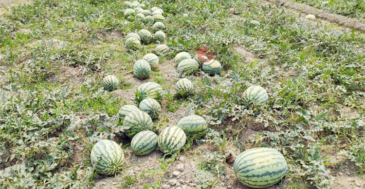 পটুয়াখালীতে তরমুজের বাম্পার ফলন, ন্যায্য দাম নিয়ে শঙ্কা