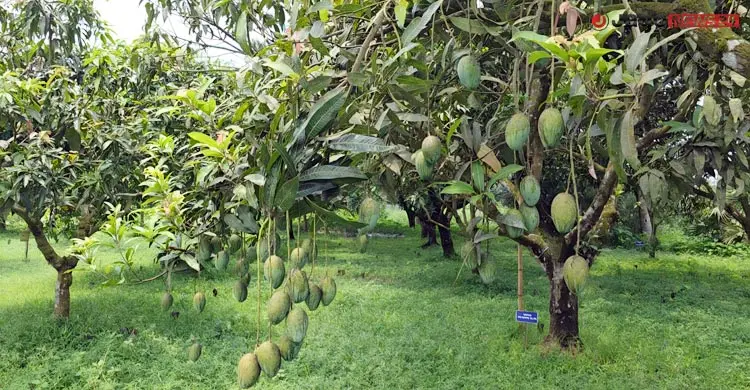 উপকূলীয় কৃষির নতুন সম্ভাবনা তৈরি করছে উদ্যানতত্ত্ব গবেষণা কেন্দ্র