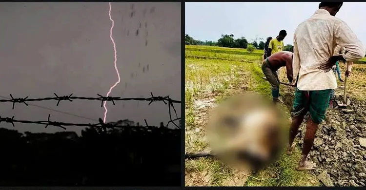 বজ্রপাতে অর্ধশতাধিক গবাদিপশুর মৃত্যু
