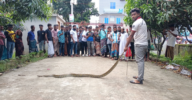 পরিত্যক্ত ঘর থেকে অজগর উদ্ধার, লেম্বুরবনে অবমুক্ত
