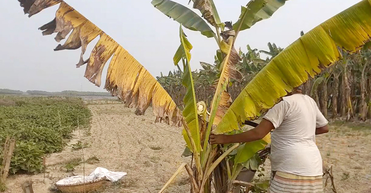 পানামা রোগে চোখের সামনেই মরছে হাজার হাজার কলাগাছ