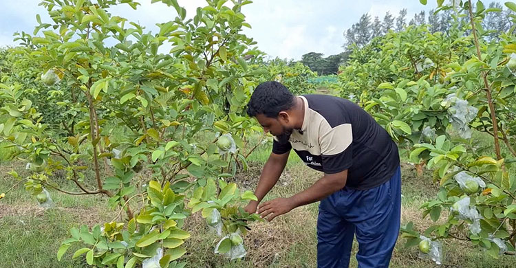ফেনীর পতিত জমিতে পেয়ারা চাষে অপার সম্ভাবনা