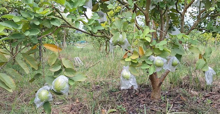 ফেনীর পতিত জমিতে পেয়ারা চাষে অপার সম্ভাবনা