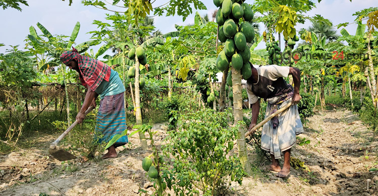 সিদ্ধিরগঞ্জে পেঁপে চাষে কৃষকের মুখে হাসি