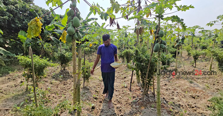 সিদ্ধিরগঞ্জে পেঁপে চাষে কৃষকের মুখে হাসি