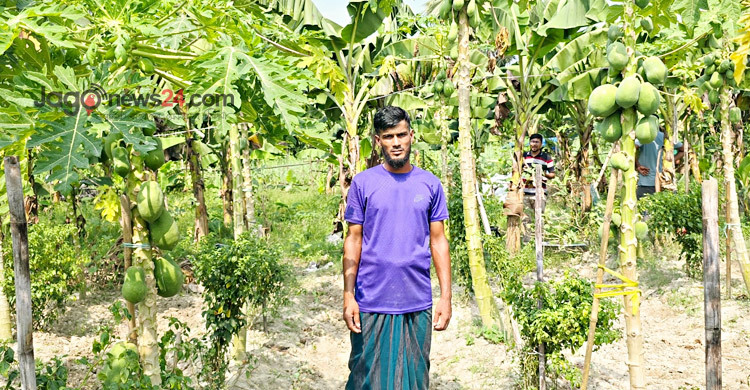 সিদ্ধিরগঞ্জে পেঁপে চাষে কৃষকের মুখে হাসি