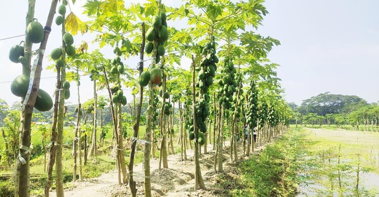পেঁপে চাষে সফল অধ্যাপক মোস্তফা কামাল, বছরে আয় ১০ লাখ