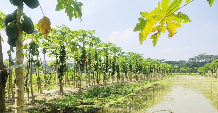 পেঁপে চাষে সফল অধ্যাপক মোস্তফা কামাল, বছরে আয় ১০ লাখ