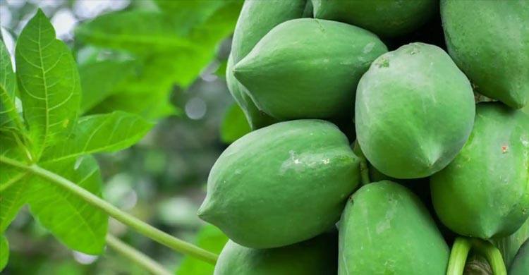 কাঁচা পেঁপে খেলে যা হয়