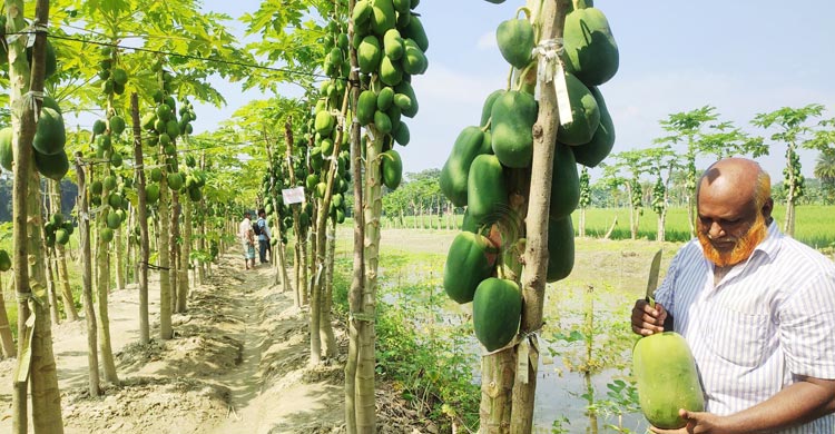 পেঁপে চাষে সফল অধ্যাপক মোস্তফা কামাল, বছরে আয় ১০ লাখ