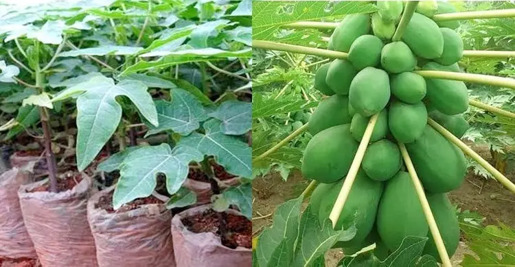 পেঁপের চারা রোপণের সবচেয়ে উপযুক্ত সময় কখন