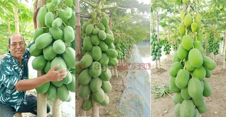২২ দেশ ঘুরে পেঁপে চাষে কোটি টাকার ব্যবসা, গড়লেন হাজারো উদ্যোক্তা