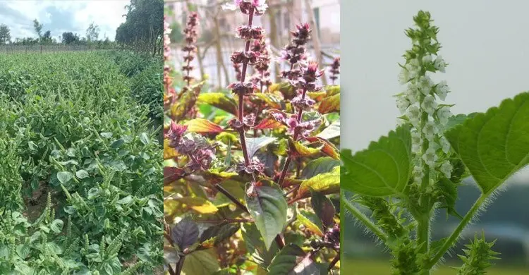 ভোজ্যতেলের চাহিদা কমাবে ‘পেরিলা’, হতে পারে রপ্তানি