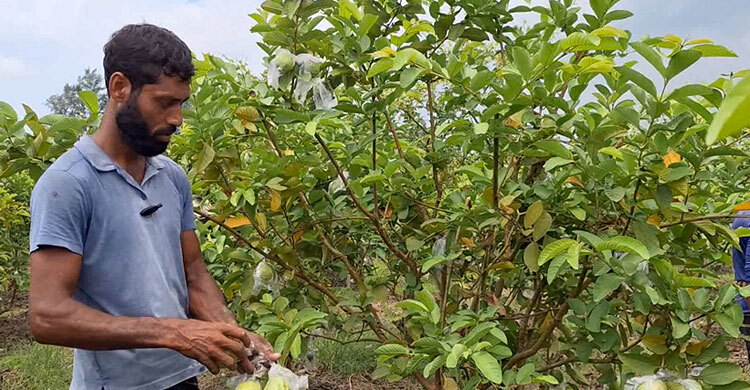 ফেনীর পতিত জমিতে পেয়ারা চাষে অপার সম্ভাবনা