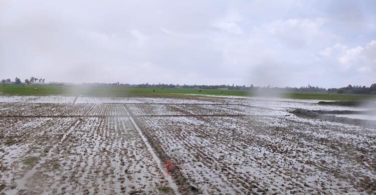 লবণের বিষে অস্তিত্ব সংকটে উপকূলের কৃষি