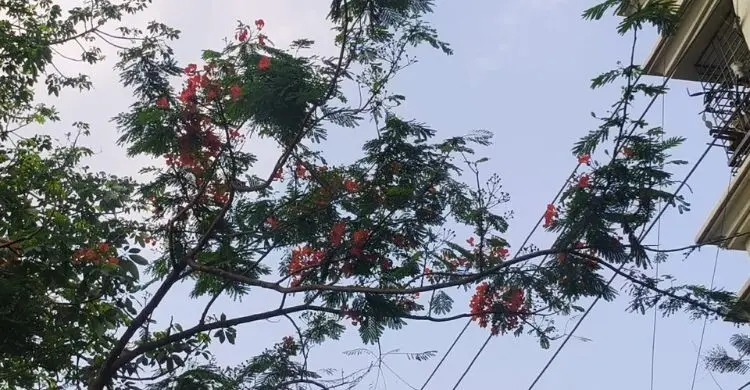 দালানকোঠার ভিড়ে কৃষ্ণচূড়ার লাল আভায় স্বস্তির ছোঁয়া