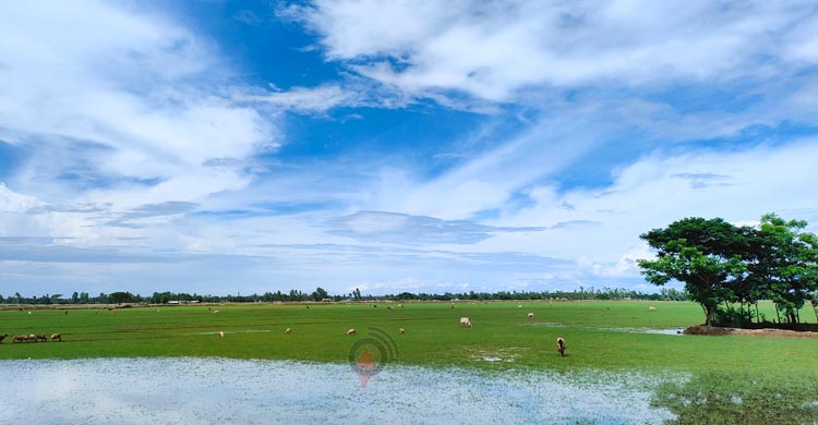 লবণের বিষে অস্তিত্ব সংকটে উপকূলের কৃষি