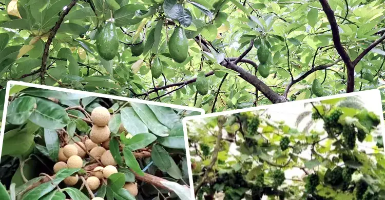 বিদেশি ফল