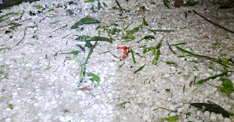 নীলফামারীতে কালবৈশাখী-শিলাবৃষ্টিতে ফসলের ব্যাপক ক্ষতি