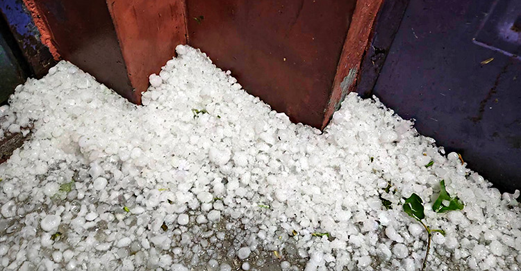 নীলফামারীতে কালবৈশাখী-শিলাবৃষ্টিতে ফসলের ব্যাপক ক্ষতি