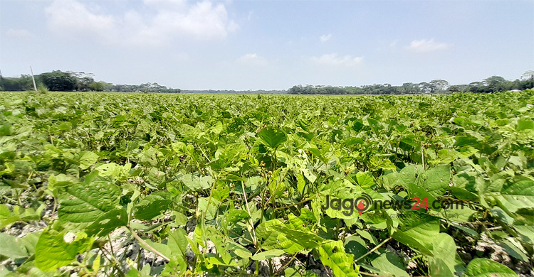 দক্ষিণাঞ্চলে খরতাপে পুড়ছে রবিশস্য
