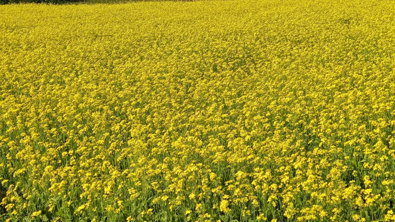 হলুদ ফুলে দুলছে কৃষকের রঙিন স্বপ্ন