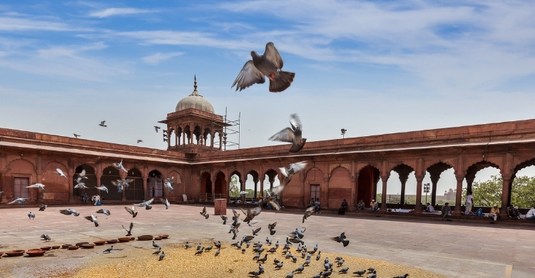 কবুতরের বিষ্ঠা লাগলে কি কাপড় নাপাক হবে?