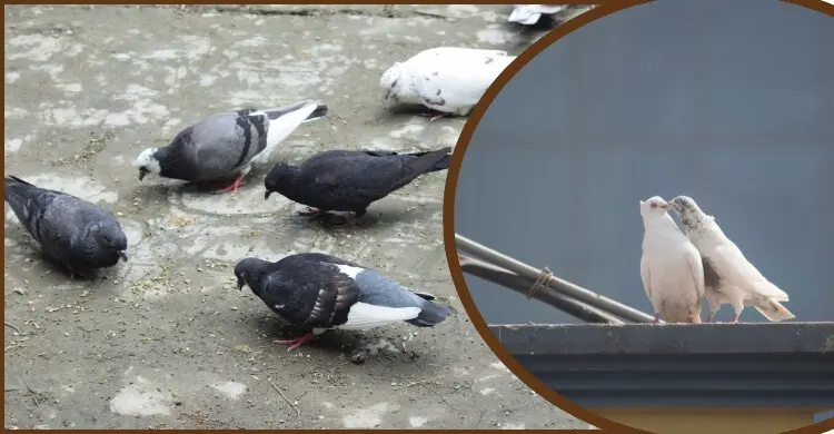 ছাদ থেকে খামার: কবুতর পালনে অর্থনৈতিক সমৃদ্ধির নতুন দিগন্ত