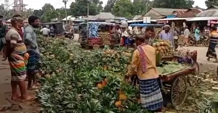 মধুপুরের আনারসের সুনাম সারাদেশে, লাভবান চাষিরা