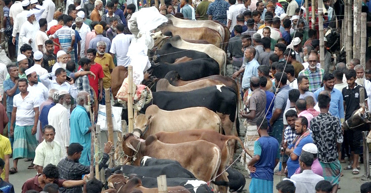 হাটে লোক আসে, দেখে, দাম জেনে চলে যায়