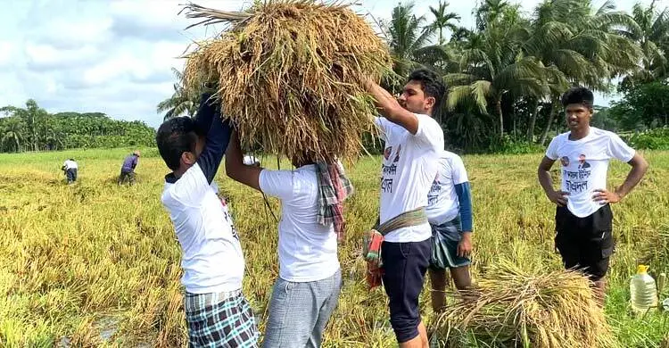 ধান কেটে কৃষকের পাশে ছাত্রদল