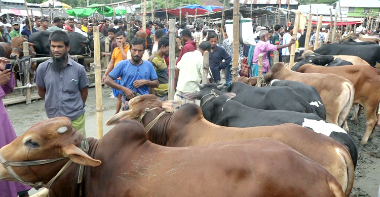 হাটে লোক আসে, দেখে, দাম জেনে চলে যায়