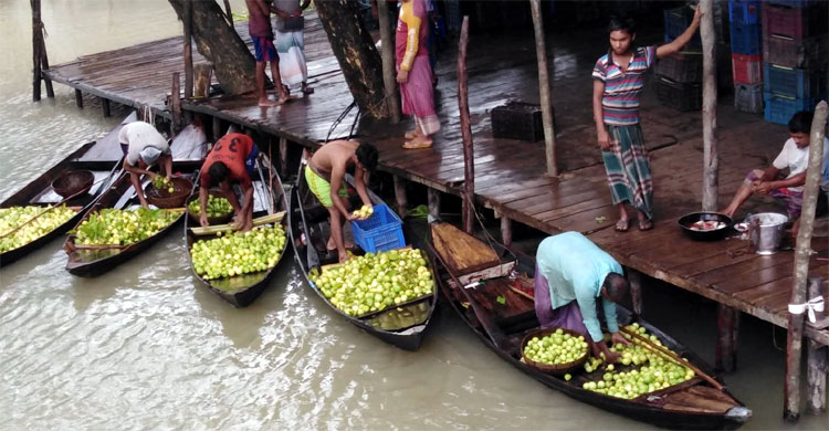 আটঘর-কুড়িয়ানার পেয়ারার বাগানের পরিবেশ রক্ষায় ৬ নির্দেশনা