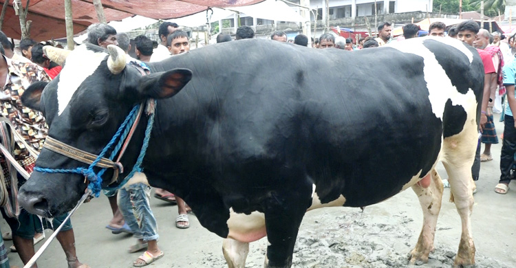 হাটে লোক আসে, দেখে, দাম জেনে চলে যায়