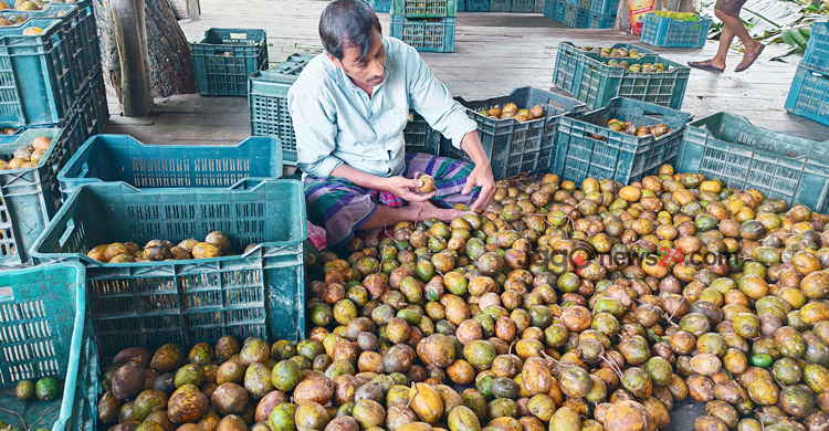 আমড়া উৎপাদনে শীর্ষে পিরোজপুর, মৌসুমে শতকোটি টাকার বিক্রি