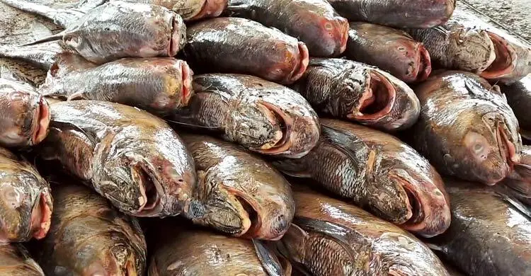 তিন জেলের জালে ধরা পড়লো ৪০ লাখ টাকার লাক্ষা মাছ