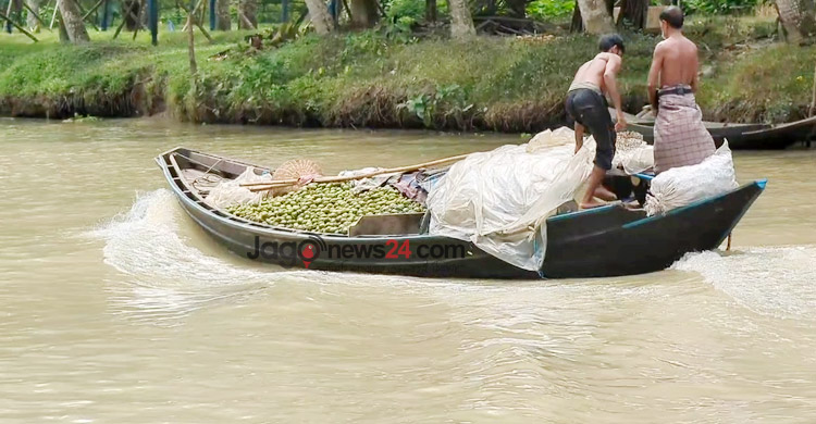 আমড়া উৎপাদনে শীর্ষে পিরোজপুর, মৌসুমে শতকোটি টাকার বিক্রি