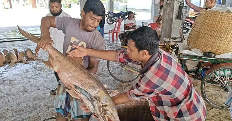 তিন জেলের জালে ধরা পড়লো ৪০ লাখ টাকার লাক্ষা মাছ